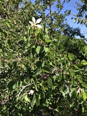 Bauhinia lunarioides