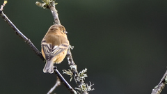 Empidonax fulvifrons