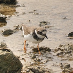 Charadrius hiaticula