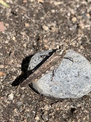 Trimerotropis verruculata