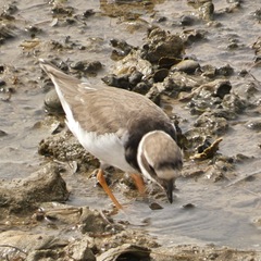 Charadrius hiaticula