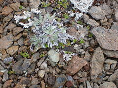 Phacelia sericea