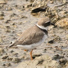 Charadrius hiaticula