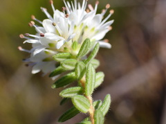 Buchu (Agathosma elegans)