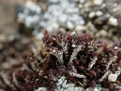 Andreaea
