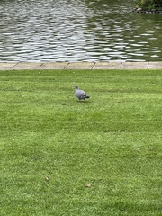 Columba palumbus palumbus