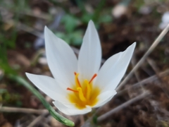 Crocus