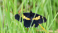 Catasticta teutila