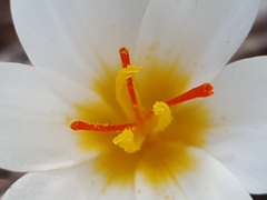Crocus