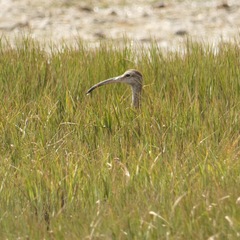 Numenius phaeopus