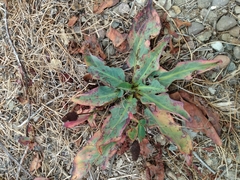 Anemopsis californica