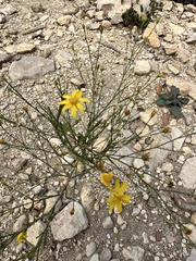 Gutierrezia texana