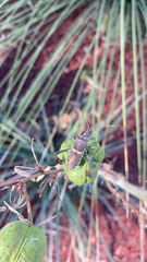 Leptoglossus zonatus