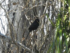 Icterus pyrrhopterus