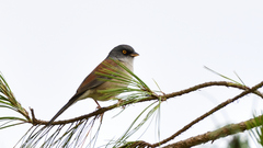 Junco phaeonotus