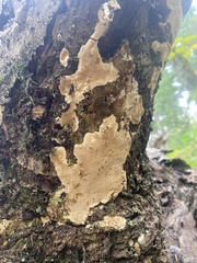 Coniophora puteana