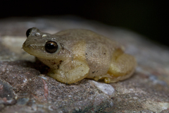 Exerodonta sumichrasti