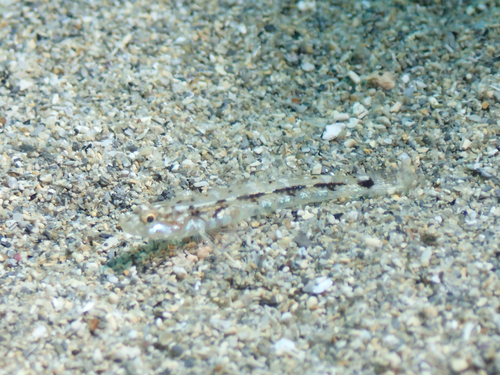 Pomatoschistus bathi