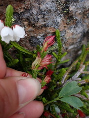 Exobasidium cassiopes
