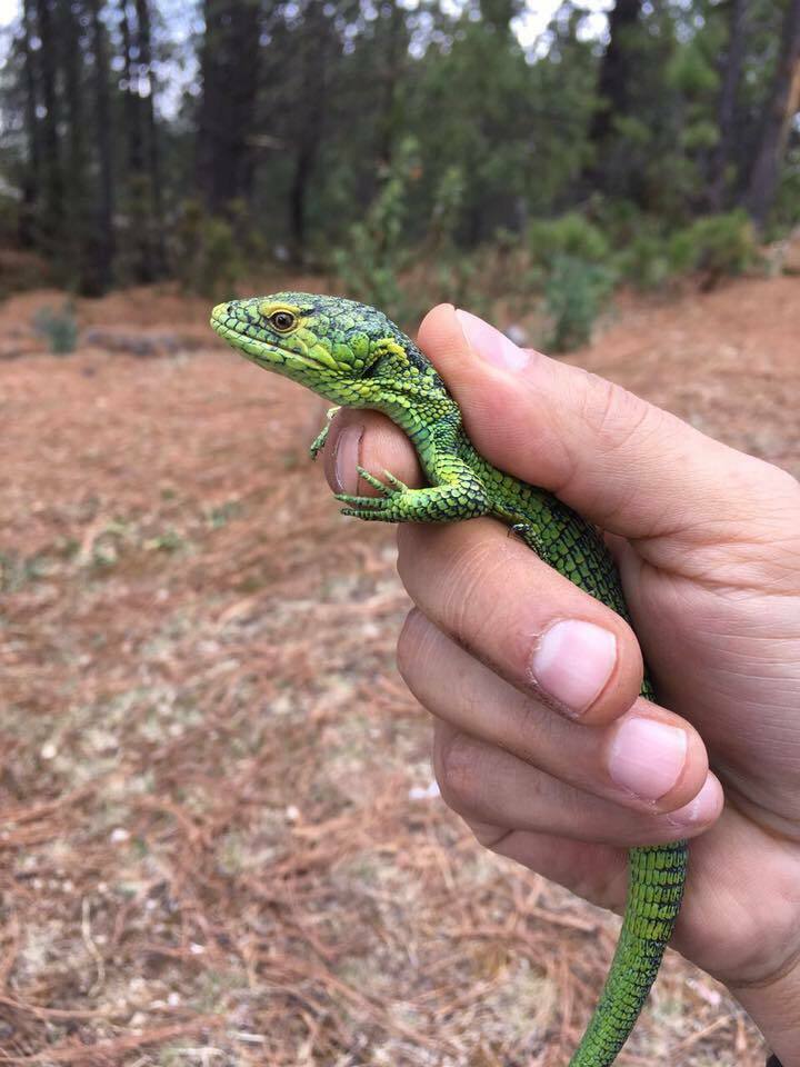 Matuda's Arboreal Alligator Lizard