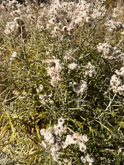 Anaphalis margaritacea