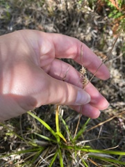 Carex viridula