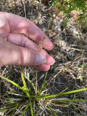 Carex viridula