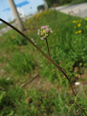 Sanguisorba minor