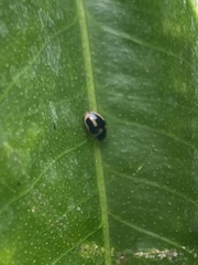 Hyperaspis trifurcata