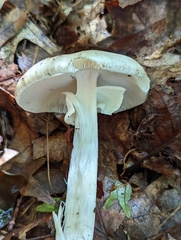 Amanita submaculata
