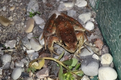 Rana latastei