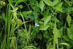 Ennealophus euryandrus