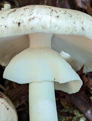 Amanita submaculata