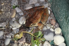 Rana latastei