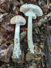 Amanita submaculata