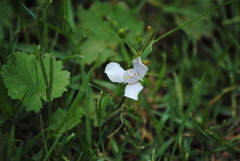 Ennealophus euryandrus