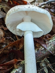 Amanita submaculata