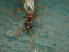Myrmica