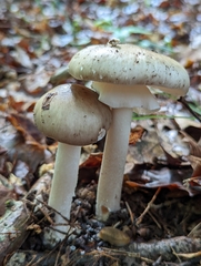 Amanita submaculata