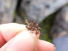 Cetraria aculeata