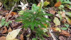 Dendrolycopodium dendroideum