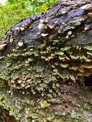 Cerrena unicolor