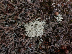 Cladonia uncialis