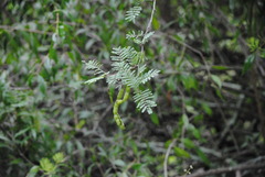 Vachellia aroma