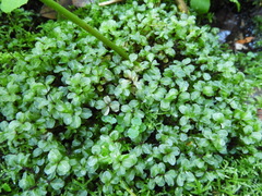 Rhizomnium punctatum