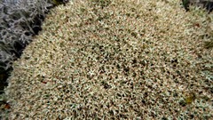 Cladonia uncialis