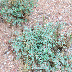 Euphorbia melanadenia