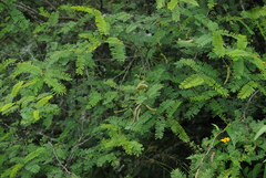 Vachellia aroma
