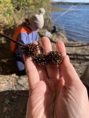 Sparganium americanum