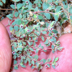 Euphorbia melanadenia